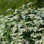 Bees and other pollinators feeding on mountain mint flowers