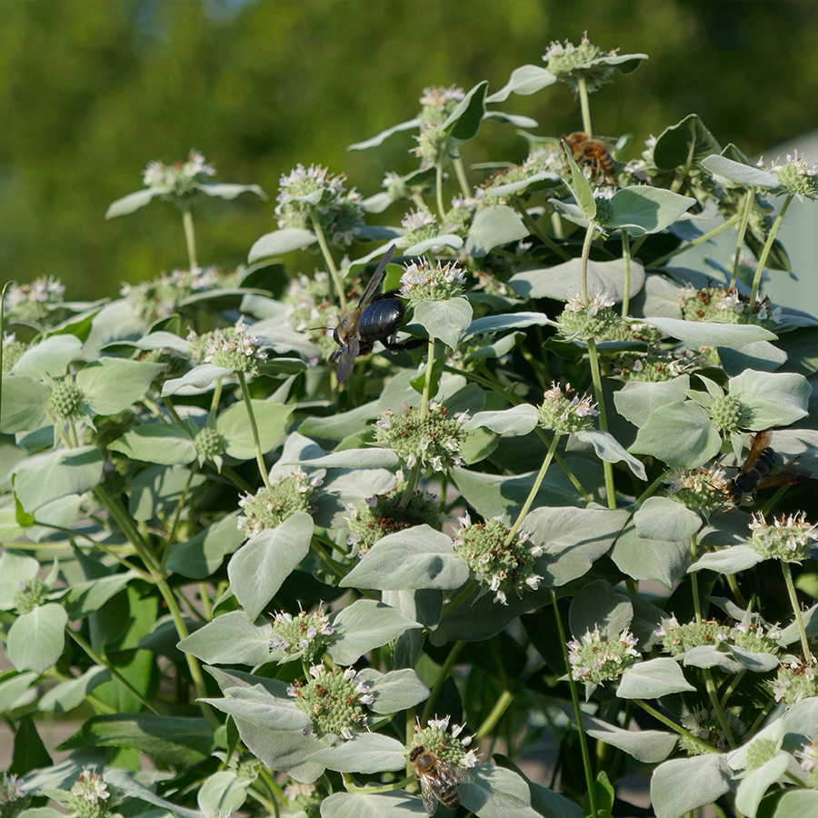 Bees and other pollinators feeding on mountain mint flowers