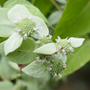 Close up image of white mountain mint flowers