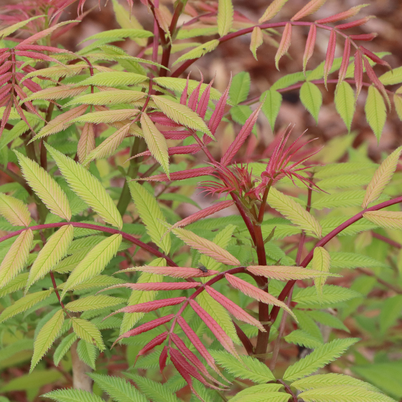 Close up image of false spirea foliage in yellow, green, and red hues