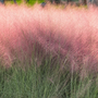 Muhlenbergia capillaris or pinky muhly grass has unique texture and pink flowers