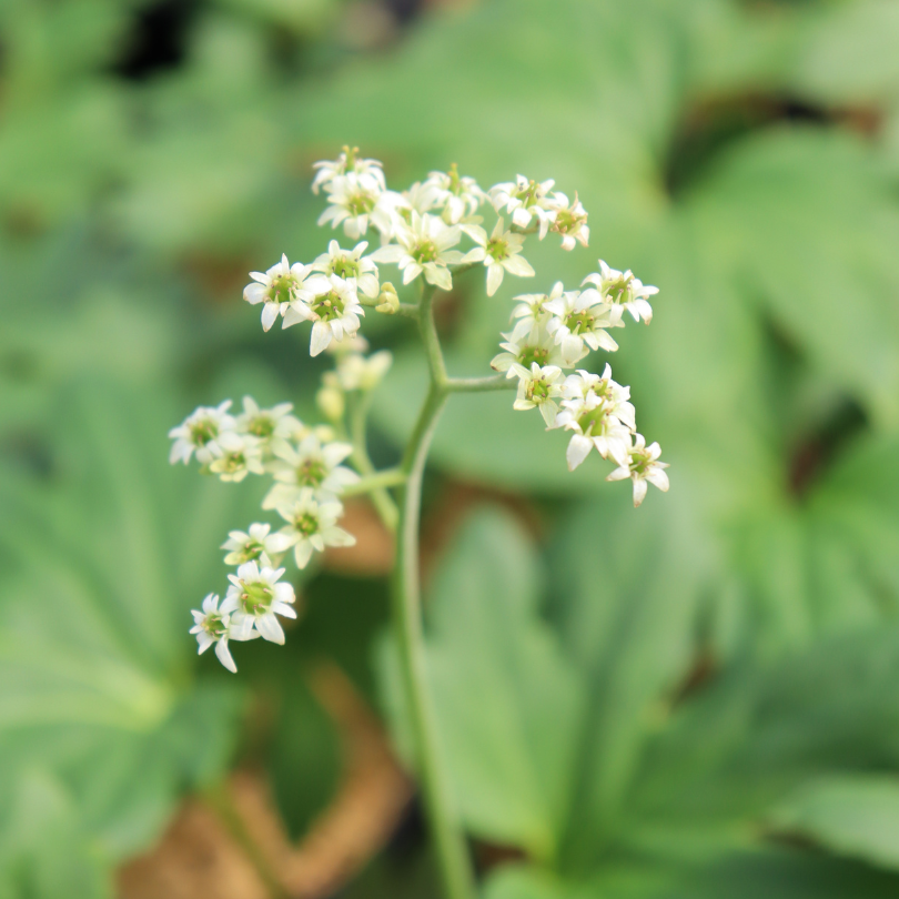 Close up image of delicate white mkdenia flowers