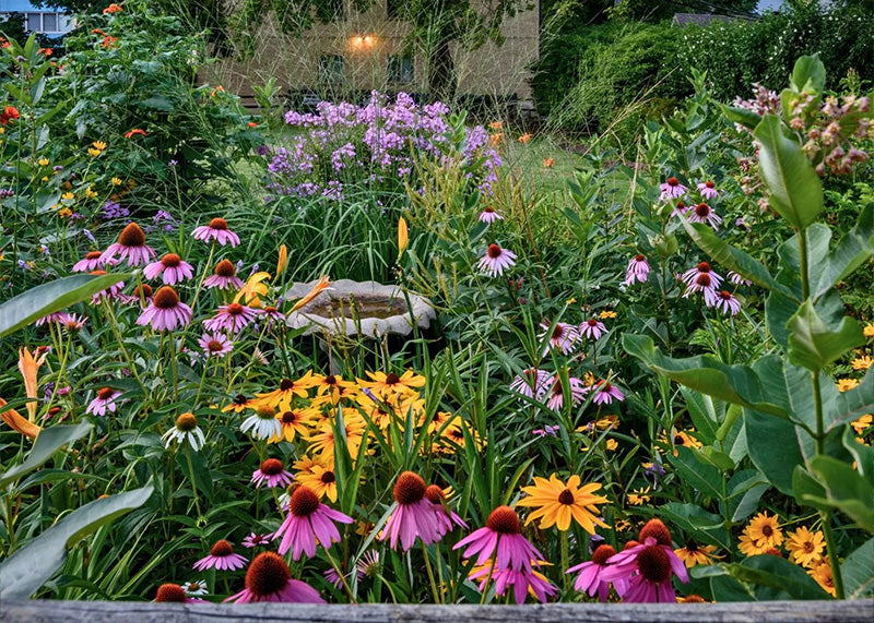 Colorful native garden with various native plants and a pond in the background