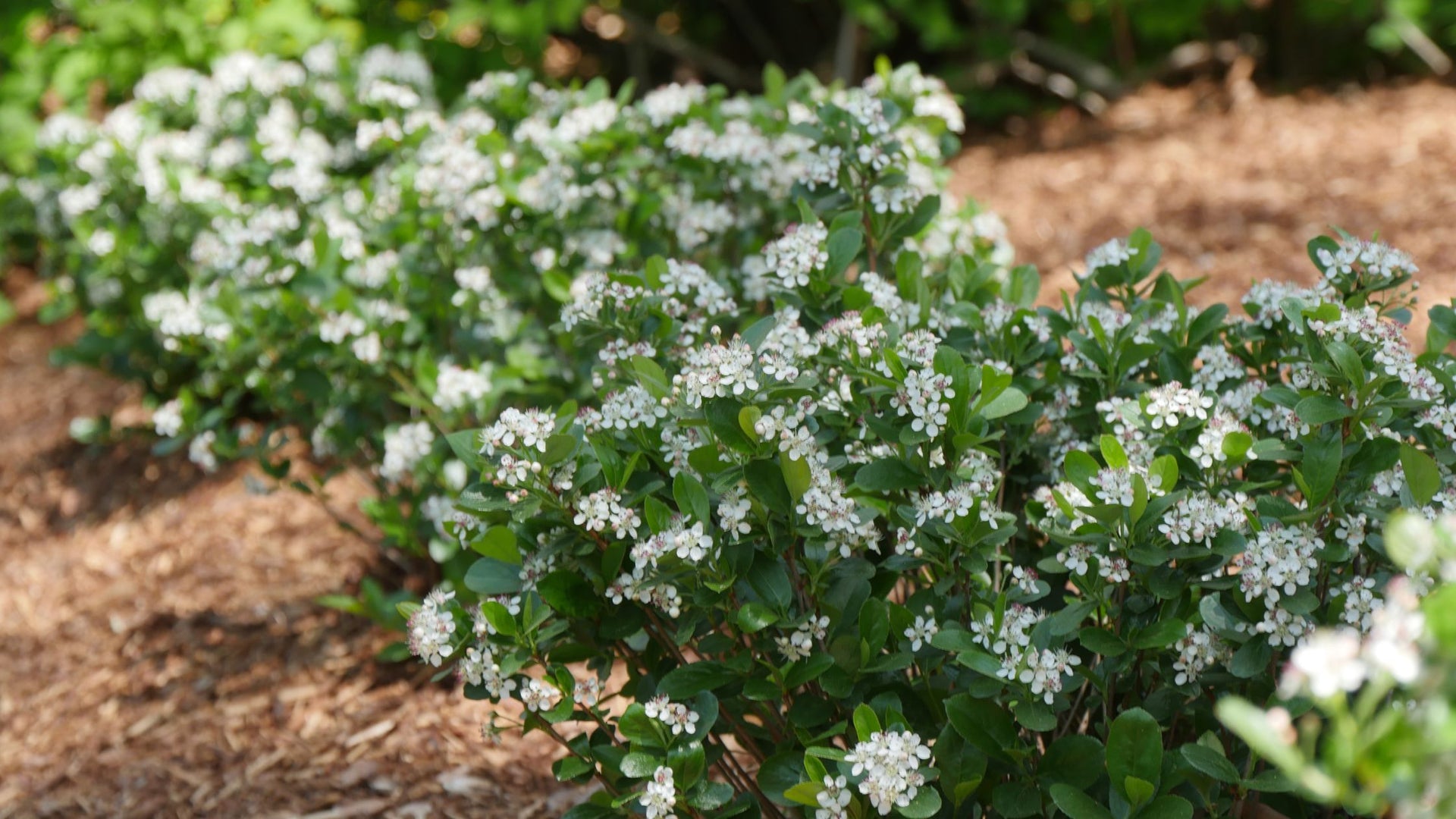 Native Shrubs & Trees For Sale Great Garden Plants tagged "products"