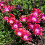 Close up image of vibrant pink ice plant flowers