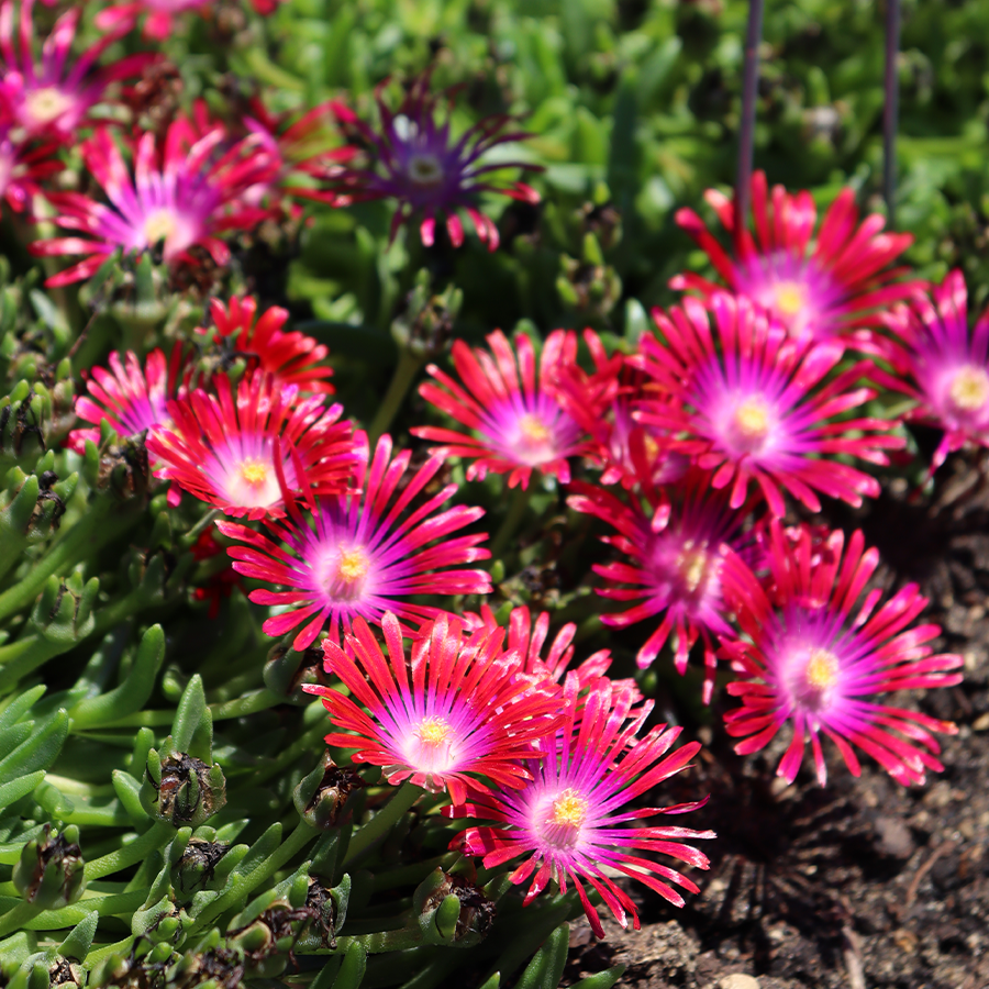 Close up image of vibrant pink ice plant flowers