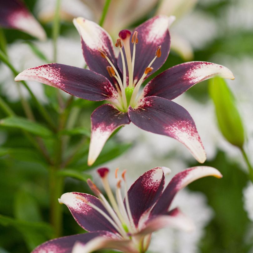 Gros plan d'une fleur de lys 'Netty's Pride' violette et blanche avec des feuilles vertes en arrière-plan