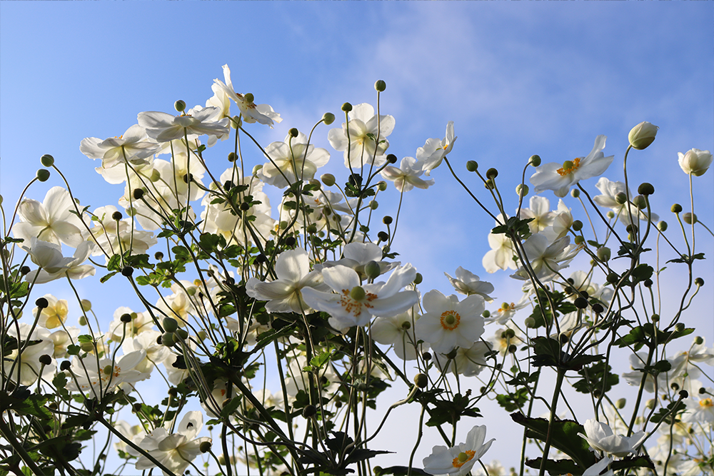 white Japanese anemones with blue skies in the background
