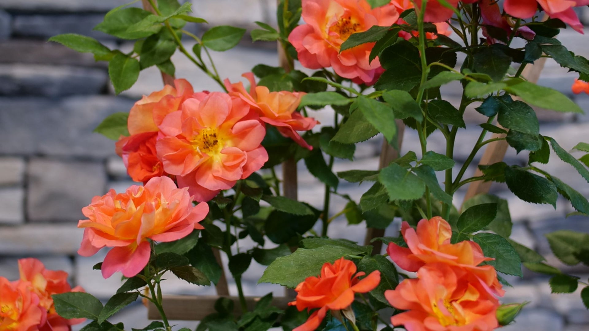New Vines & Climbers For Sale
