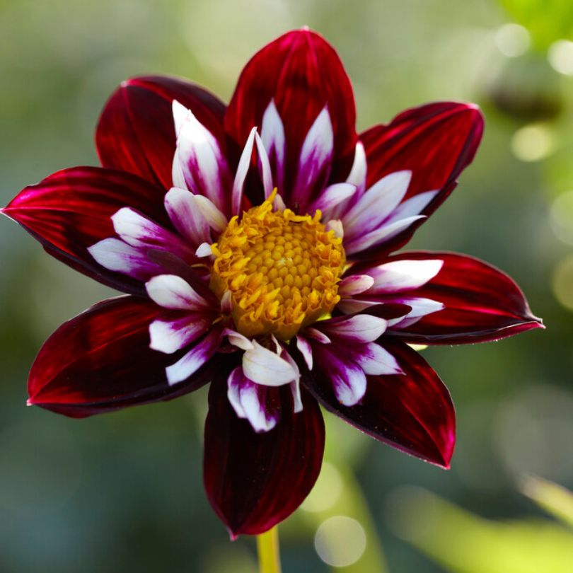 Gros plan d'un dahlia anémone 'Night Butterfly' à cœur jaune sur fond vert flou.