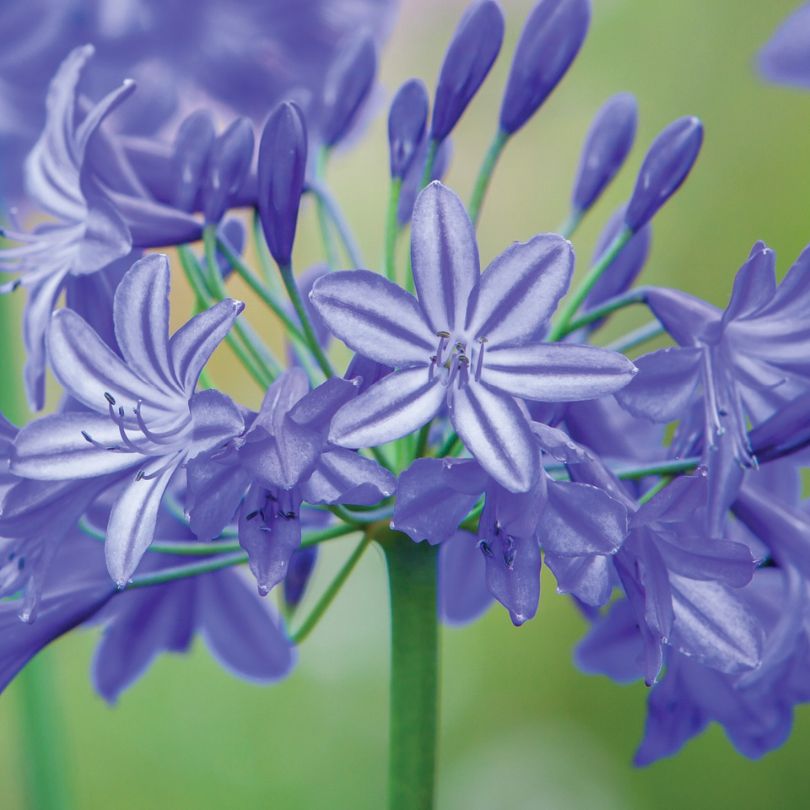 Gros plan sur les fleurs violettes du muguet 'Northern Star', sur fond vert flou.