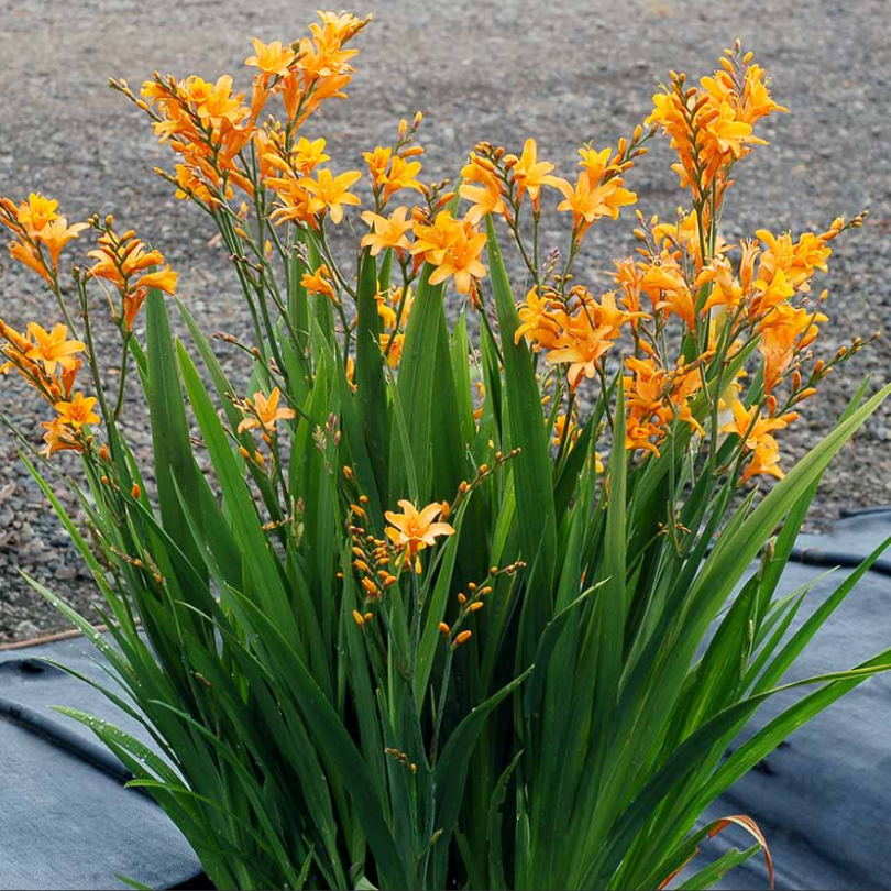 gold dust plant fertilizer Nova ‘Gold Dust' Montbretia (Crocosmia)