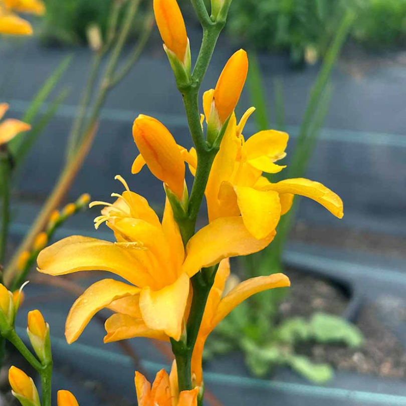 gold dust plant fertilizer Nova ‘Gold Dust' Montbretia (Crocosmia)