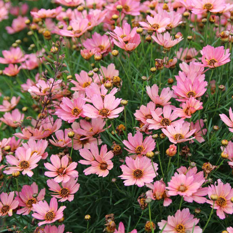 Shows the rusty peach and vivid pink colors of Coreopsis NOVA® ‘Sunstone’  topping dark green foliage.