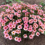 The rusty peach and vivid pink colors of Coreopsis NOVA® ‘Sunstone’ (Coreopsis verticillate) will add unique interest in your landscape all summer long!