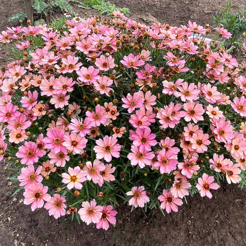 The rusty peach and vivid pink colors of Coreopsis NOVA® ‘Sunstone’ (Coreopsis verticillate) will add unique interest in your landscape all summer long!