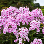 Up close image of pink phlox flowers