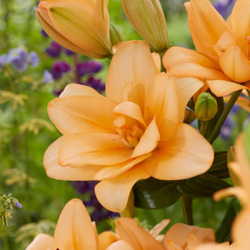 Gros plan sur des lys orange Proven Winners avec des fleurs vertes et violettes floues en arrière-plan