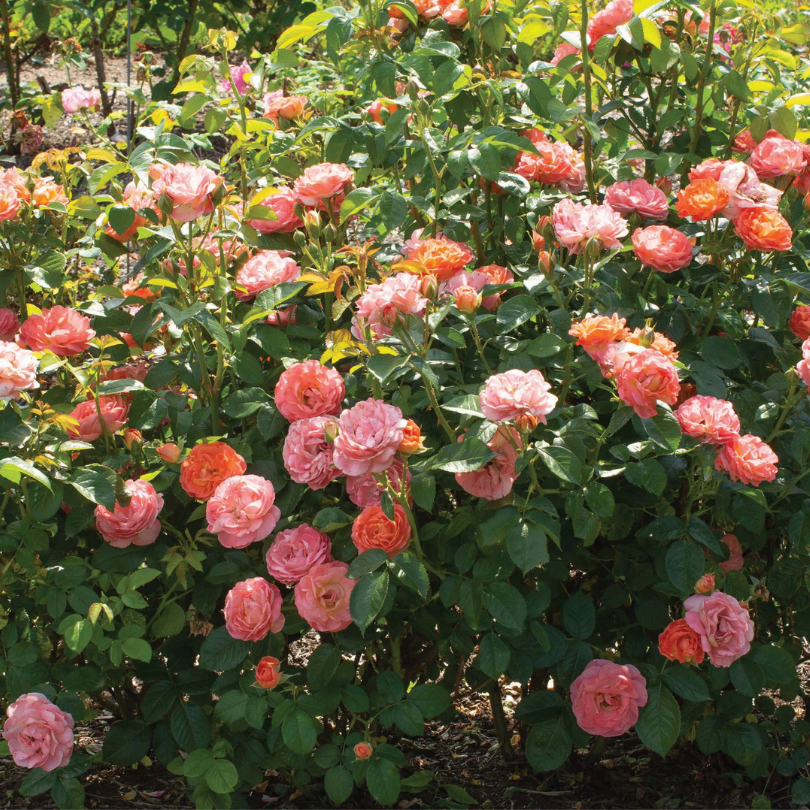 Orange and pink roses in a sunny garden