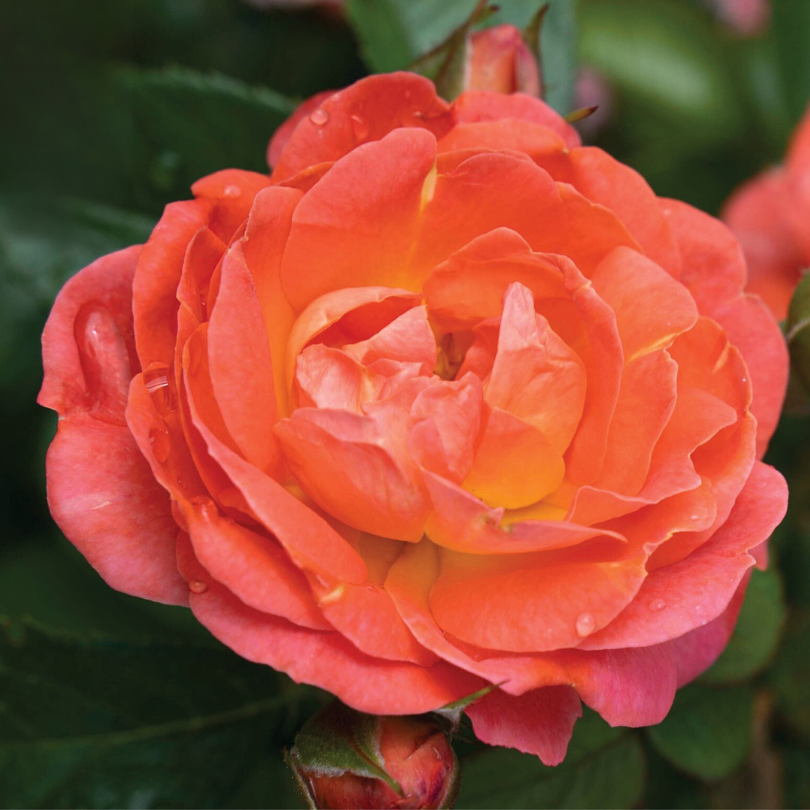 Close up image of a beautiful orange and pink rose