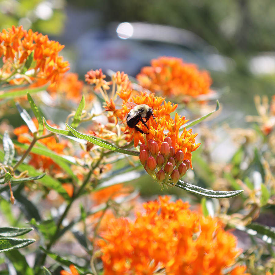 Up close image of honeybee feeding on orange milkweed flower