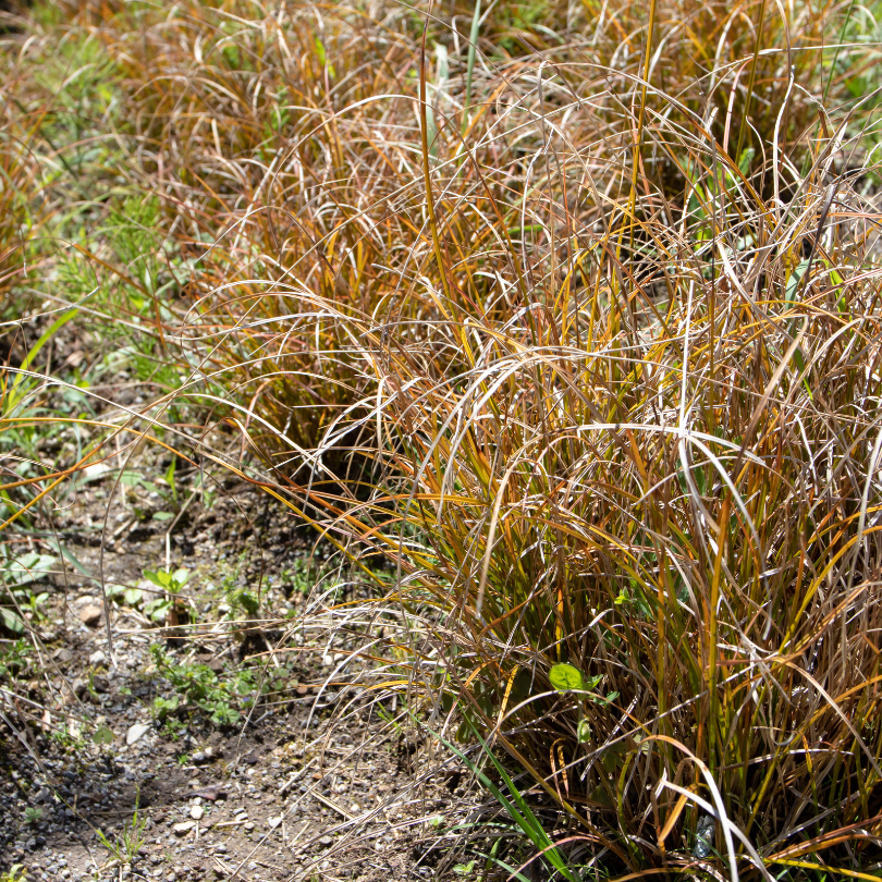 Several mounds of bronze green foliage add interest to a landscape.