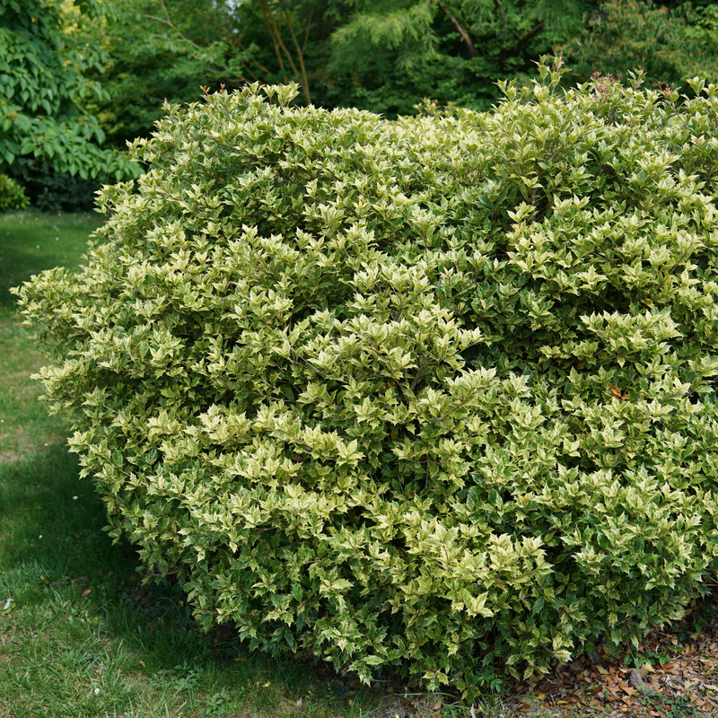 'Goshiki' Holly Osmanthus is an evergreen shrub, great for hedges or as a specimen.