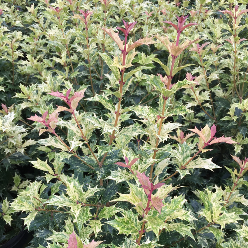 Goshiki Holly Osmanthus foliage has a stunning aray of green, gold, yellow, & pink hues