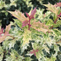 Goshiki Holly Osmanthus foliage has a stunning aray of green, gold, yellow, & pink hues
