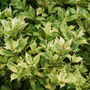 Goshiki Holly Osmanthus foliage has a stunning aray of green, gold, yellow, & pink hues