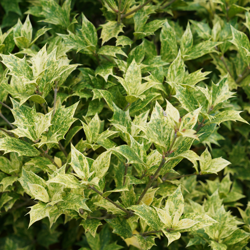 Goshiki Holly Osmanthus foliage has a stunning aray of green, gold, yellow, & pink hues
