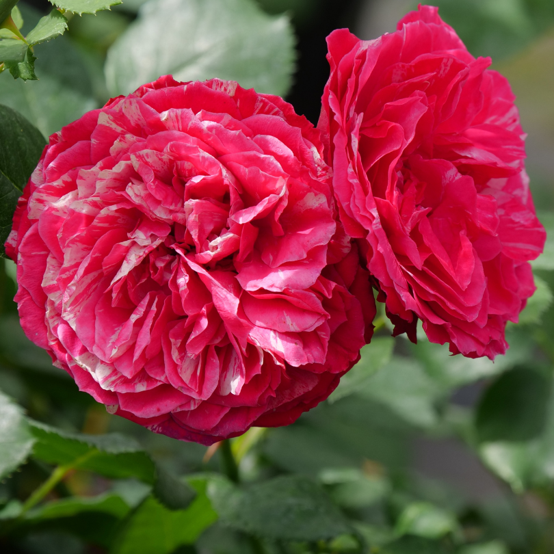 Deux fleurs de rose Oso Easy Red Stripe dévoilant leurs pétales rouges striés de blanc et de rose. 