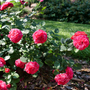 Plusieurs rosiers paysagers Oso Easy Red Stripe à rayures blanches et feuillage vert.