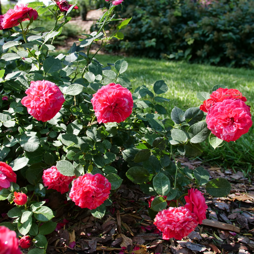 Plusieurs rosiers paysagers Oso Easy Red Stripe à rayures blanches et feuillage vert.