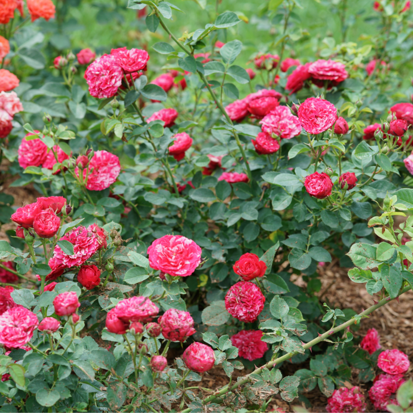 Un rosier Oso Easy Red Stripe couvert de ses fleurs rouges caractéristiques striées de rose et de blanc. 