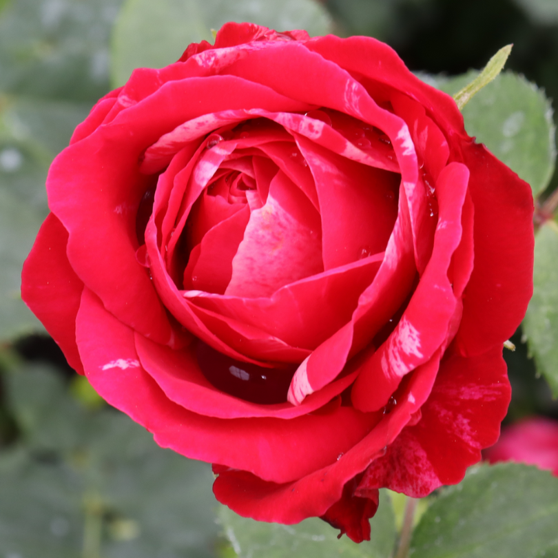 Une fleur unique de rose Oso Easy Red Stripe montrant les stries blanches et roses sur l'ensemble de ses pétales. 