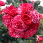 Un gros bouquet de fleurs serrées de rose Oso Easy Red Stripe, montrant leur couleur rouge et leurs stries blanches et roses. 