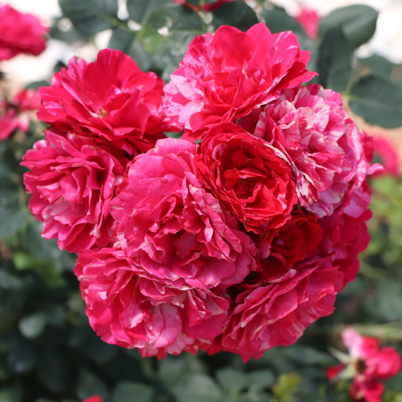 Un gros bouquet de fleurs serrées de rose Oso Easy Red Stripe, montrant leur couleur rouge et leurs stries blanches et roses. 