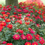 Rows of bright orange/red rose flowers