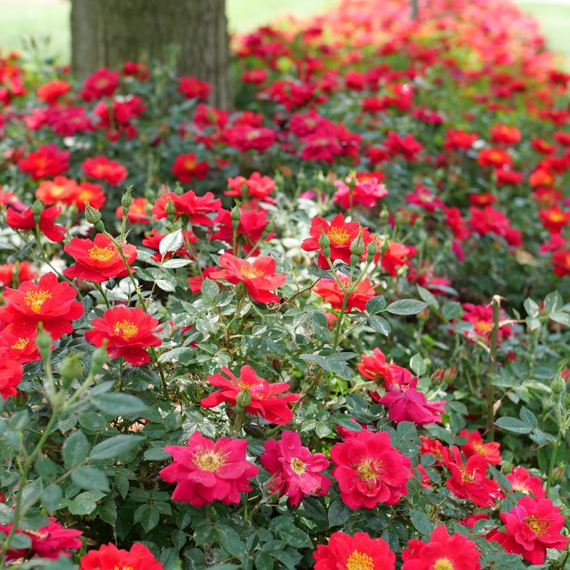 Rows of bright orange/red rose flowers