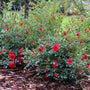 Mound of red roses with green leaves in a garden setting