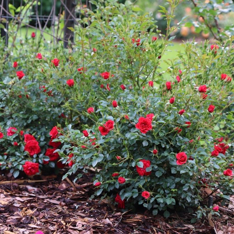 Mound of red roses with green leaves in a garden setting