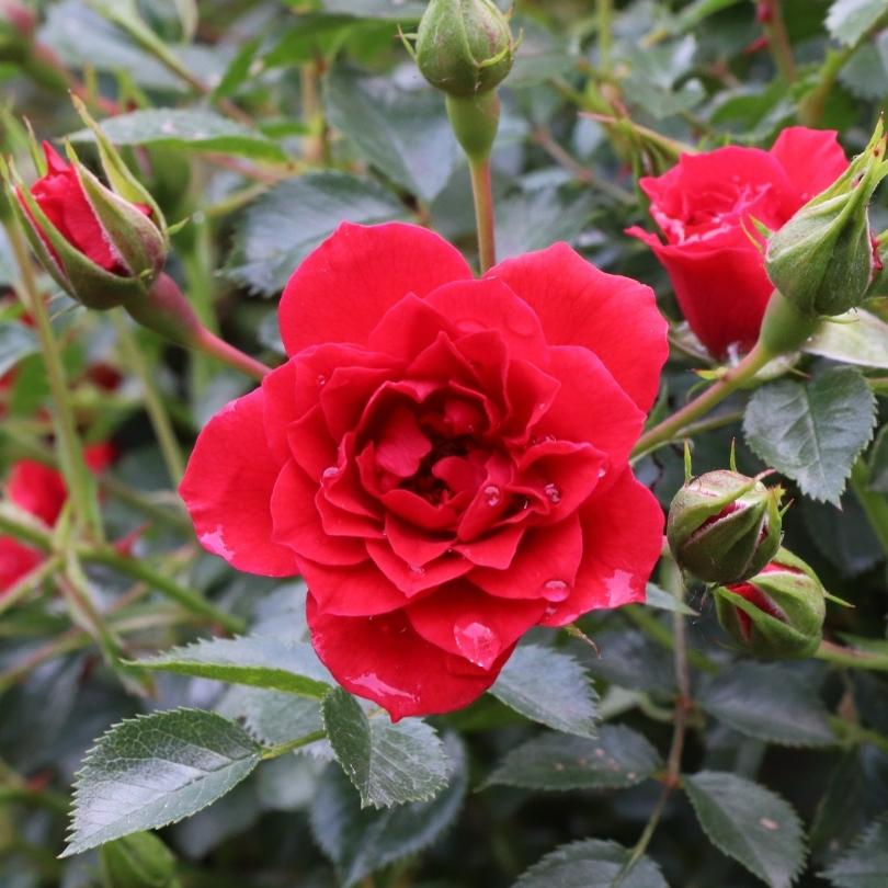 Red rose with green leaves and buds in the background