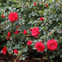 Red roses with green leaves on a shrub