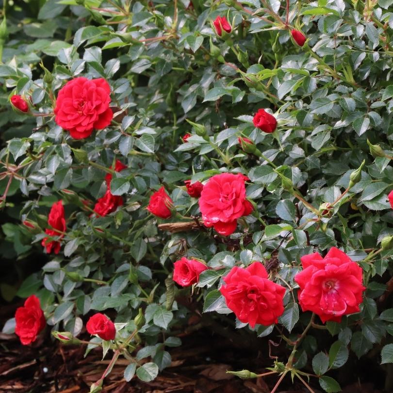 Red roses with green leaves on a shrub