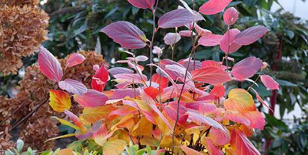 Our Guide for Fall Planting