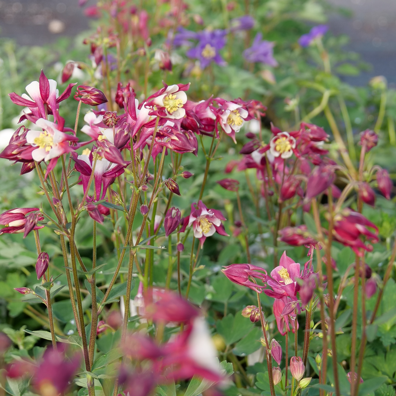 'Biedermeier Mix' Columbine (Aquilegia)