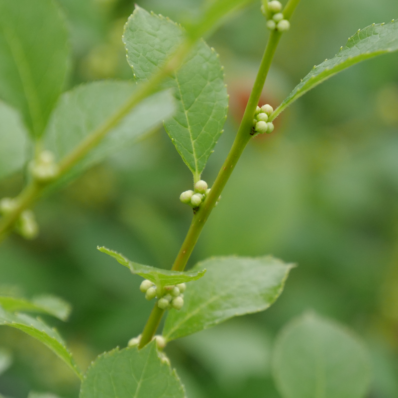 New spring buds on Mr.Poppins Winterberry Holly. 