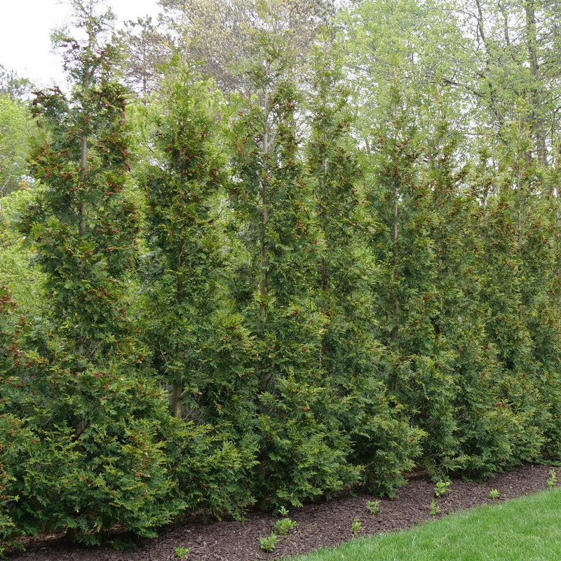 A lush green hedge of Full Speed A Hedge American Pillar Arborvitae.