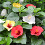 L'hibiscus Hollywood Bloom Bash a des fleurs rouges, oranges, jaunes et blanches !